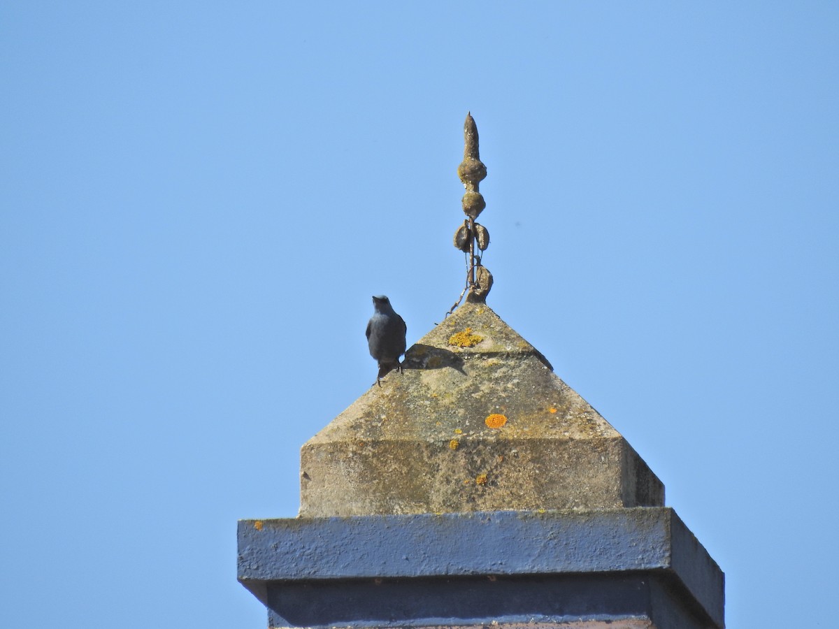 Blue Rock-Thrush - ML617658389