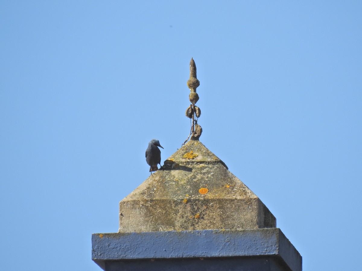 Blue Rock-Thrush - ML617658390