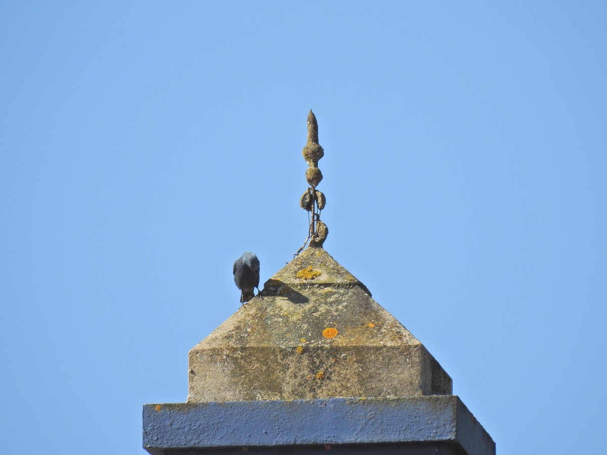 Blue Rock-Thrush - Nelson Conceição