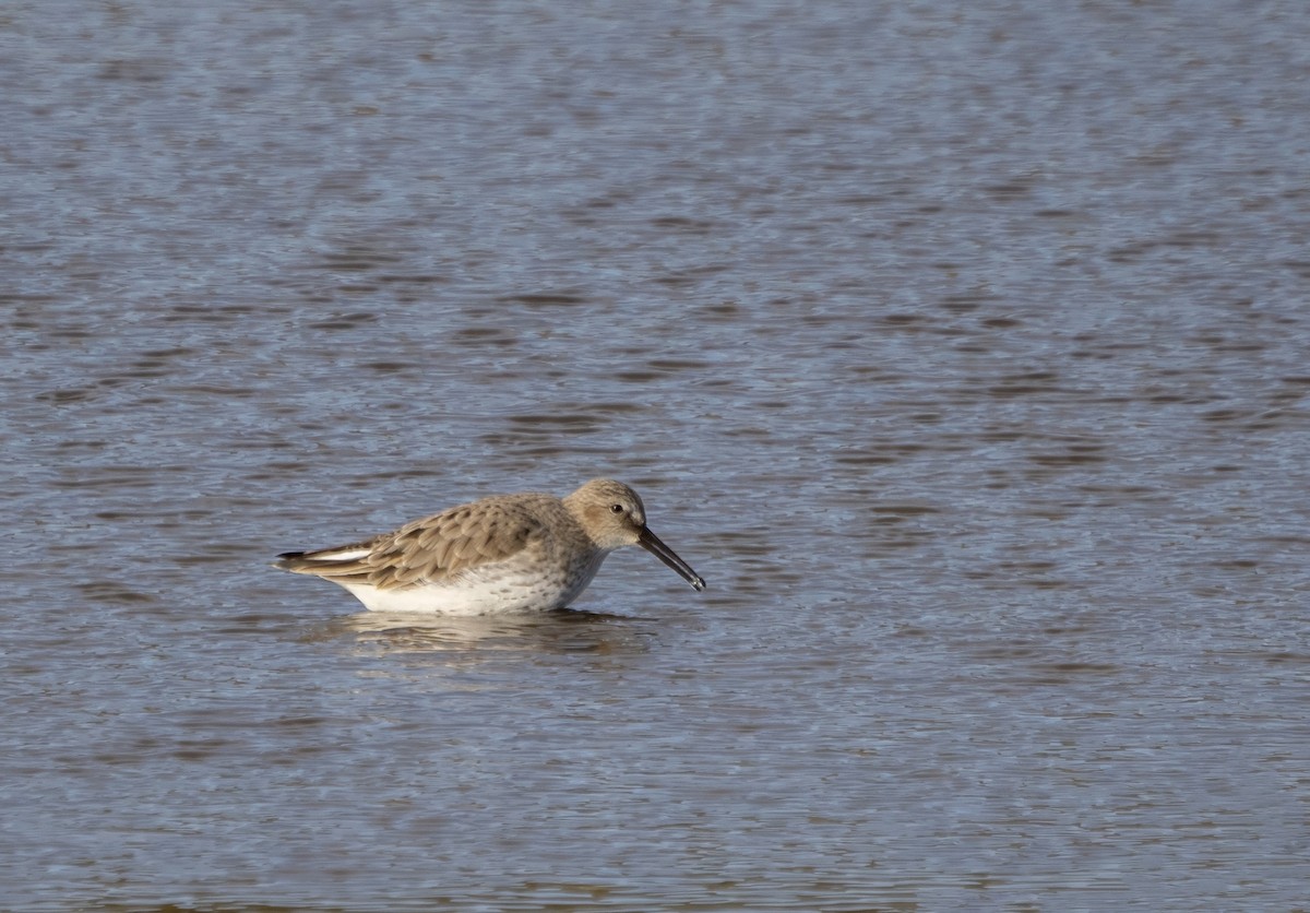 Dunlin - Guillermo Risco