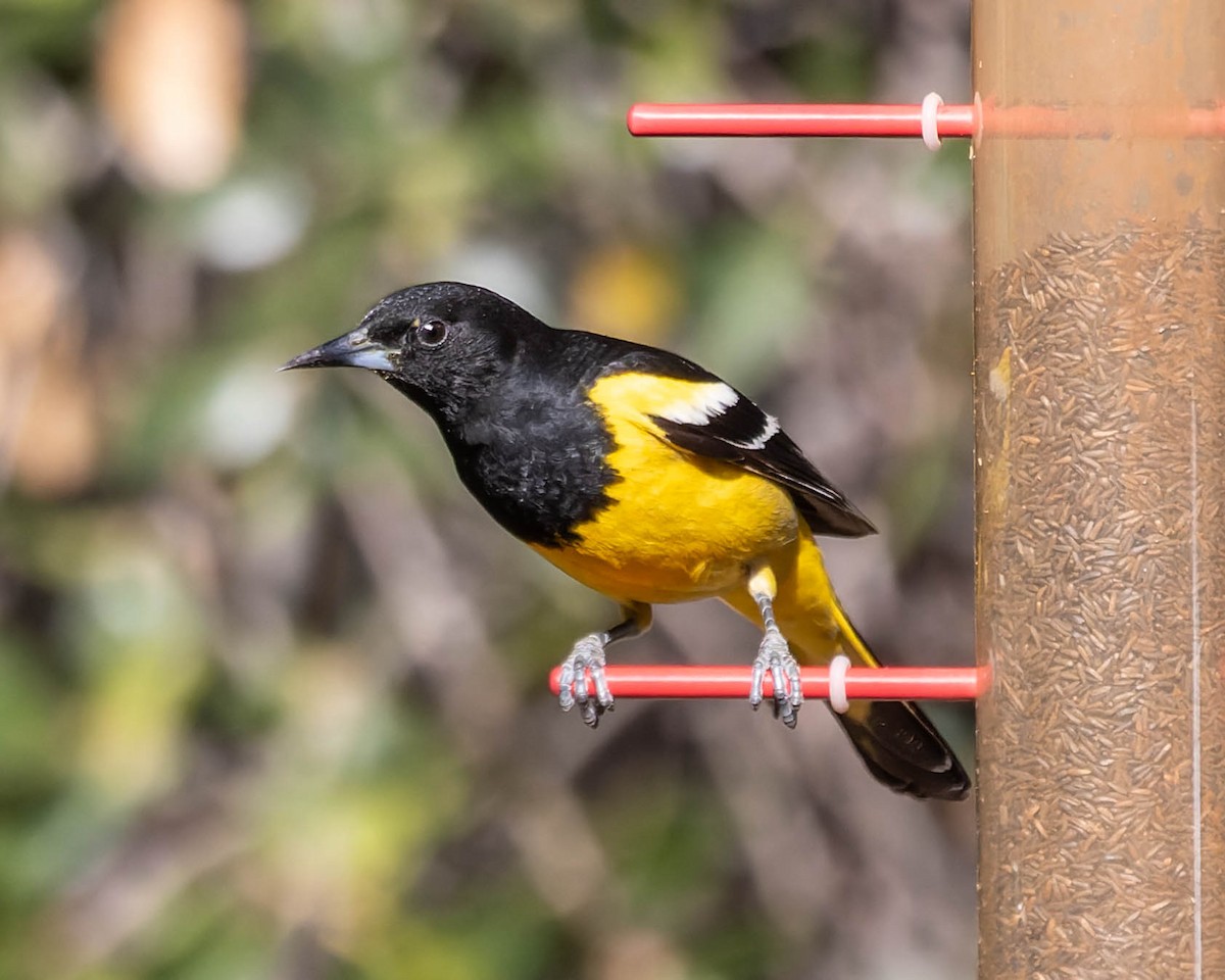 Scott's Oriole - ML617658404