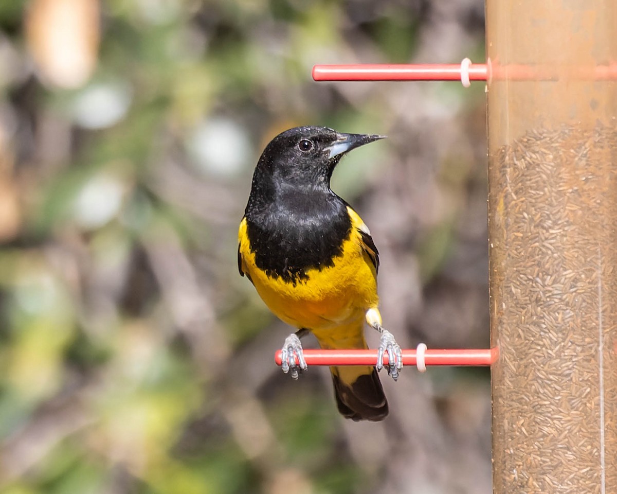 Scott's Oriole - ML617658406