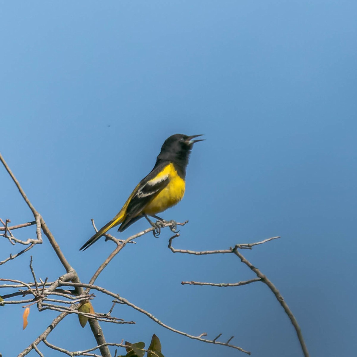 Scott's Oriole - ML617658407