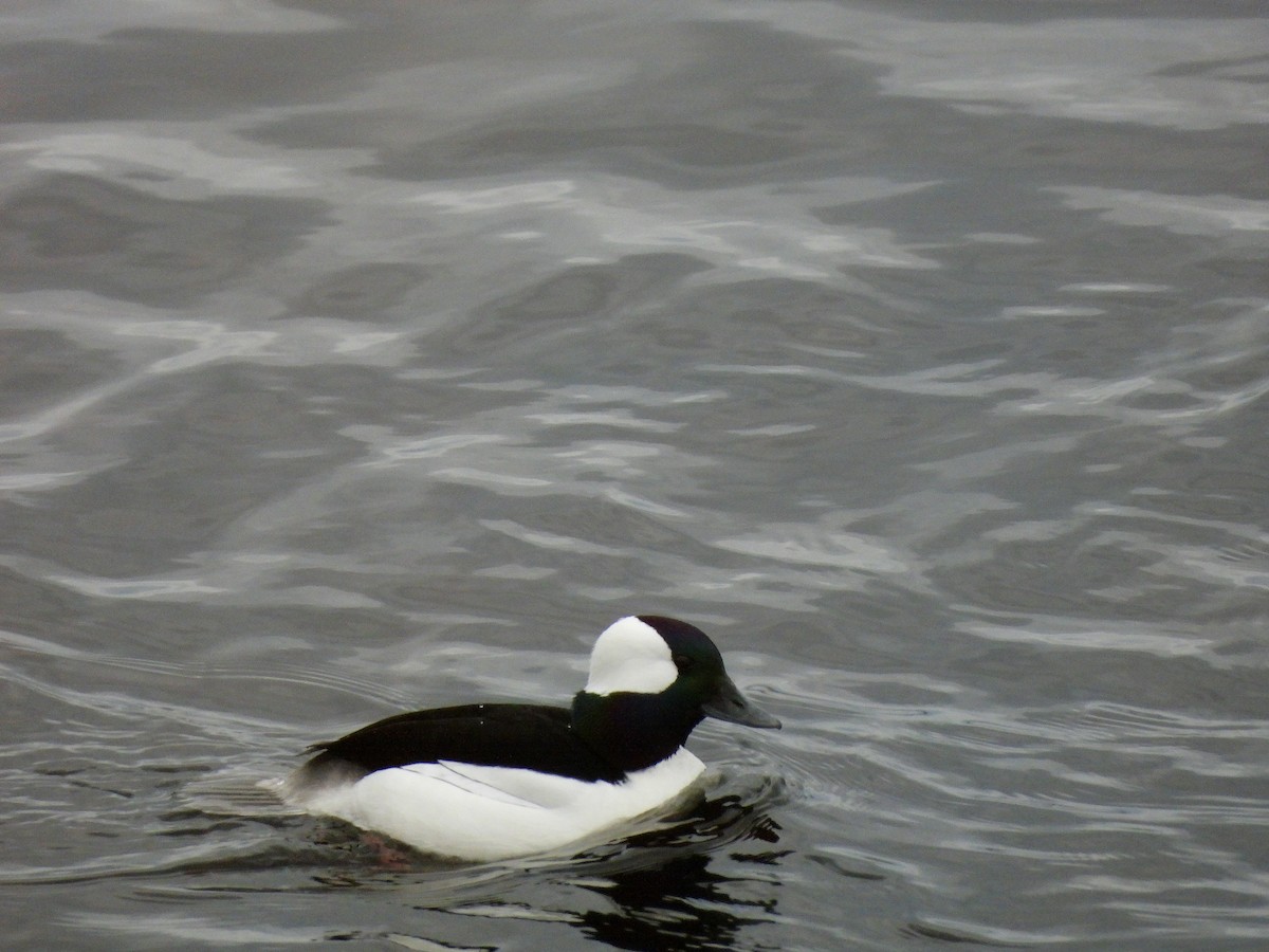 Bufflehead - ML617658427