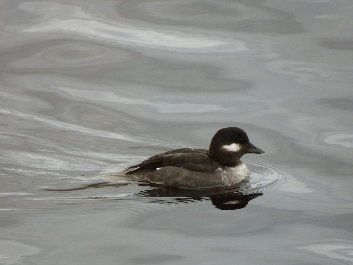 Bufflehead - ML617658428