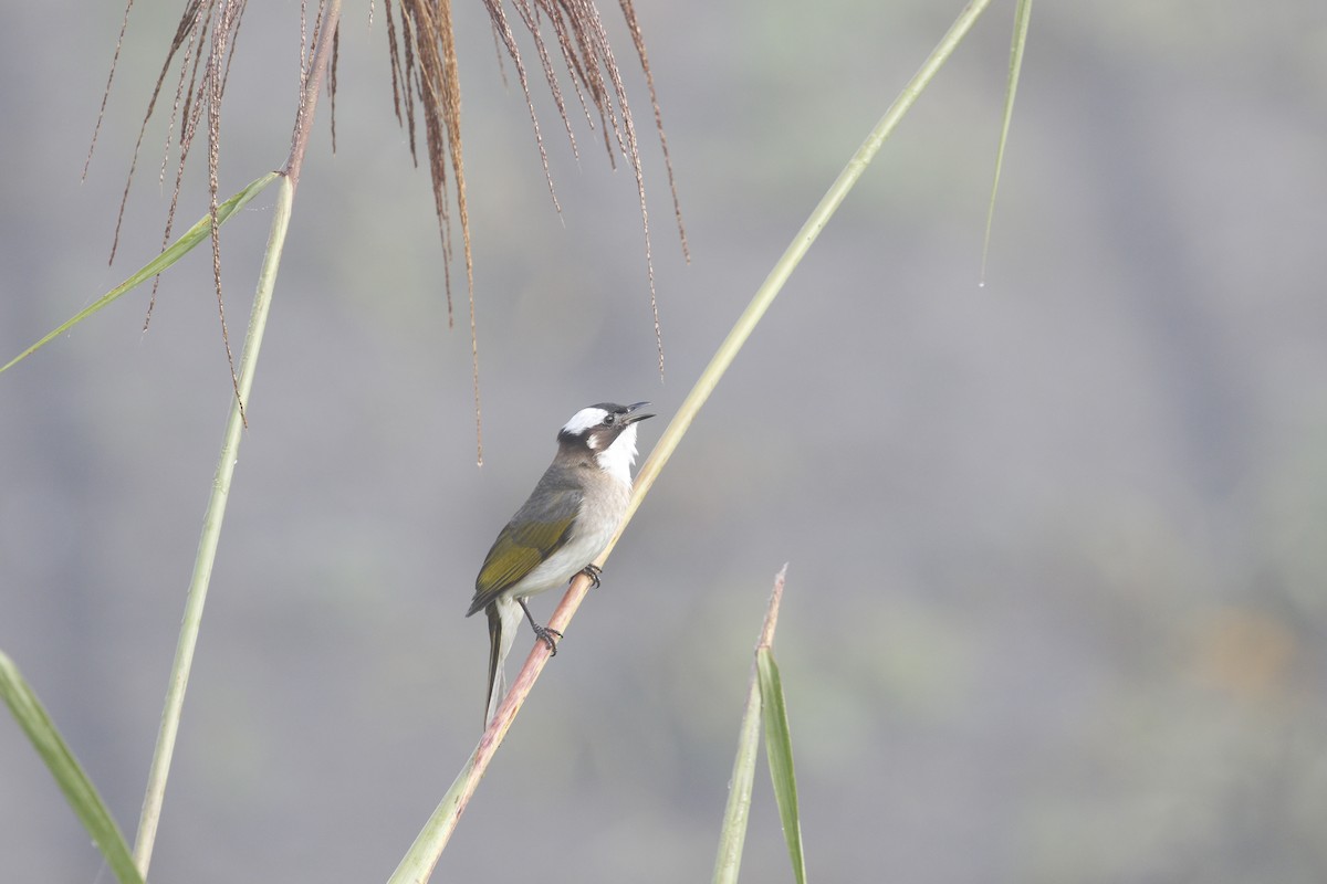 Light-vented Bulbul (formosae/orii) - ML617658433