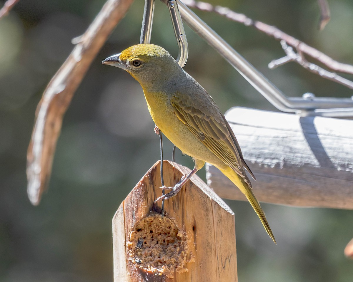 Hepatic Tanager - ML617658436