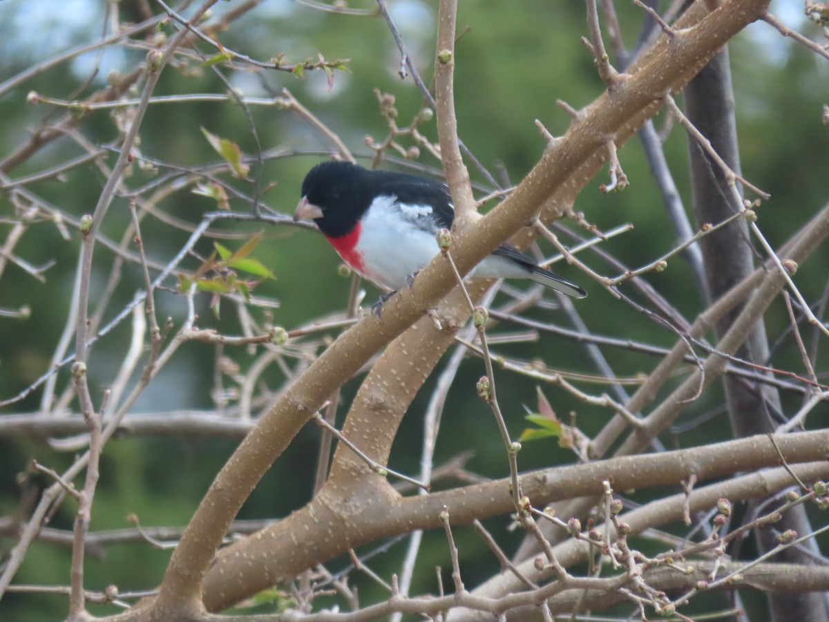 Rose-breasted Grosbeak - ML617658455