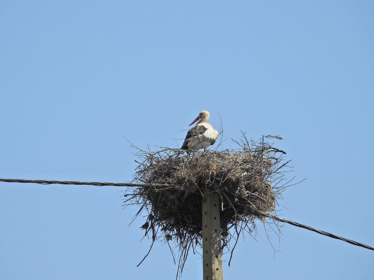 White Stork - Nelson Conceição