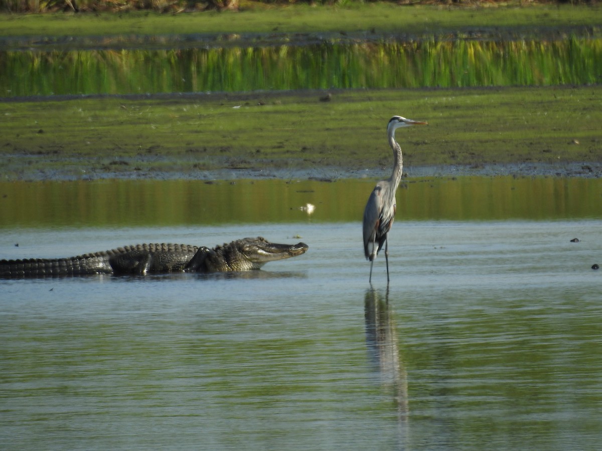 Great Blue Heron - ML617658488