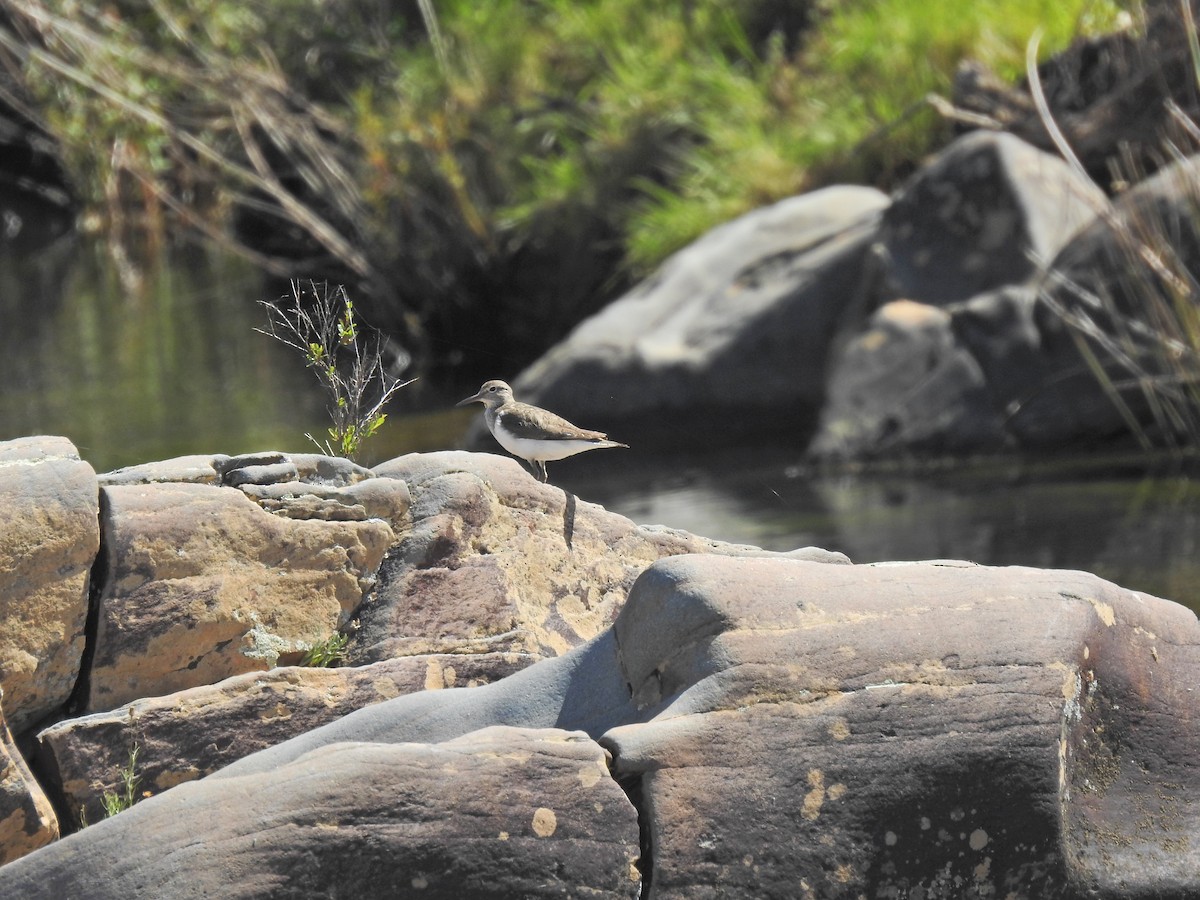 Common Sandpiper - ML617658490