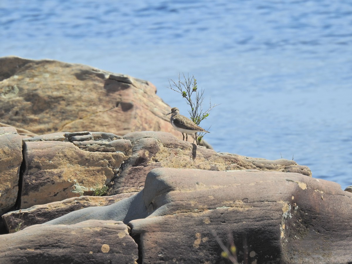 Common Sandpiper - ML617658492