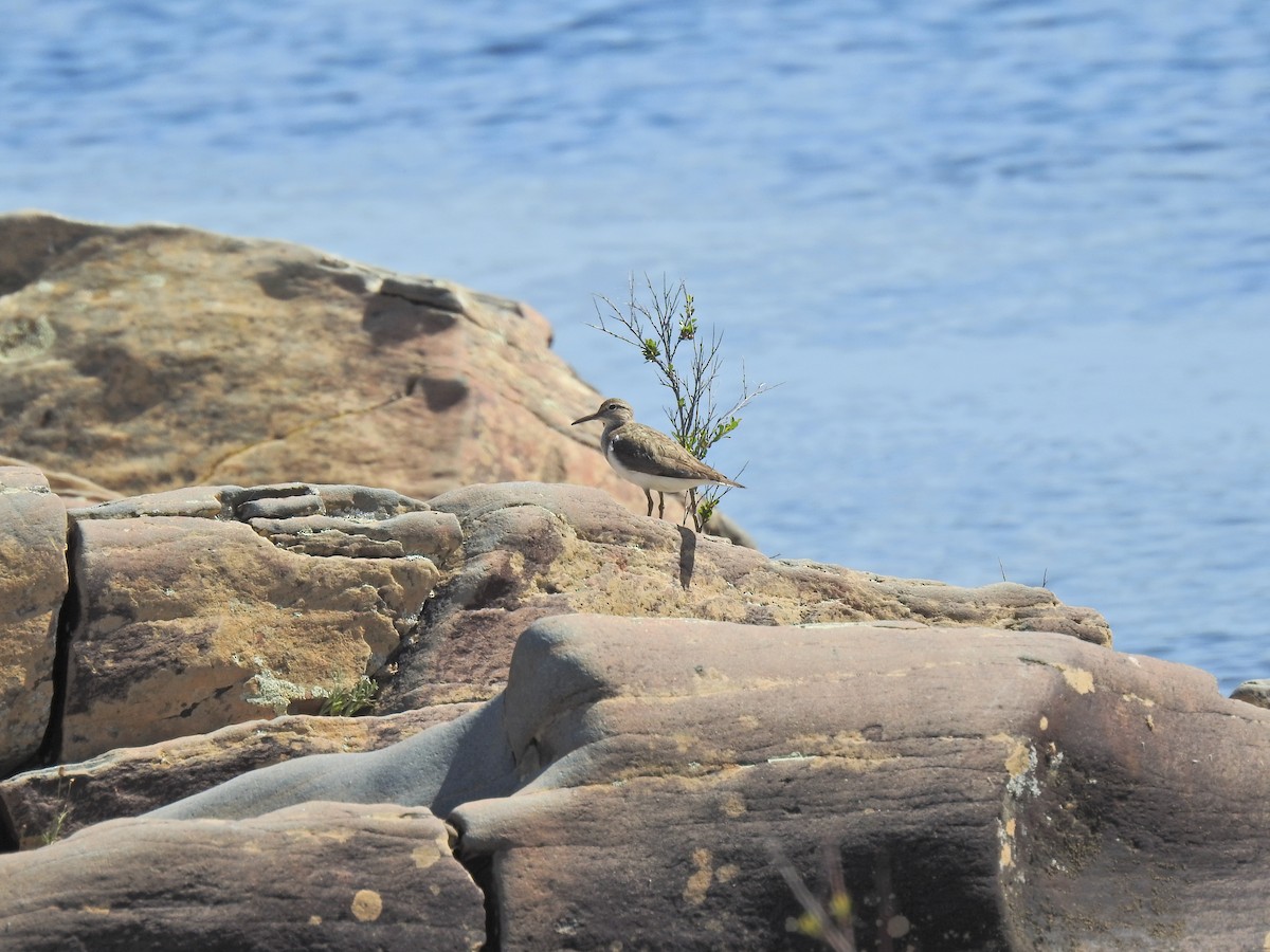 Common Sandpiper - ML617658493