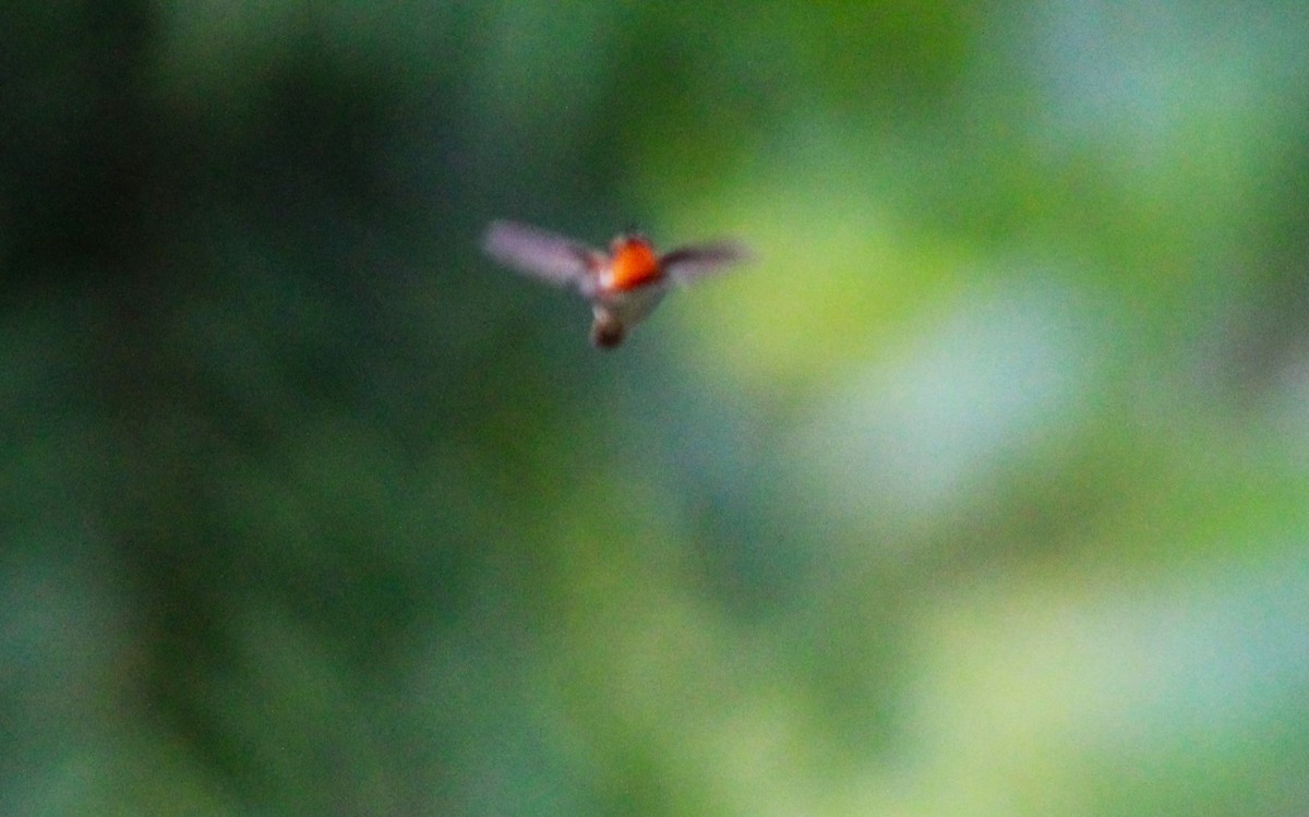 Scintillant Hummingbird - Miska Nyul