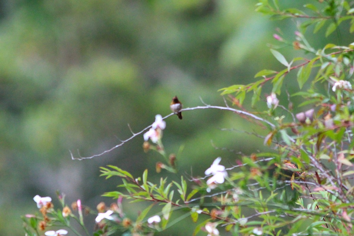 Scintillant Hummingbird - Miska Nyul