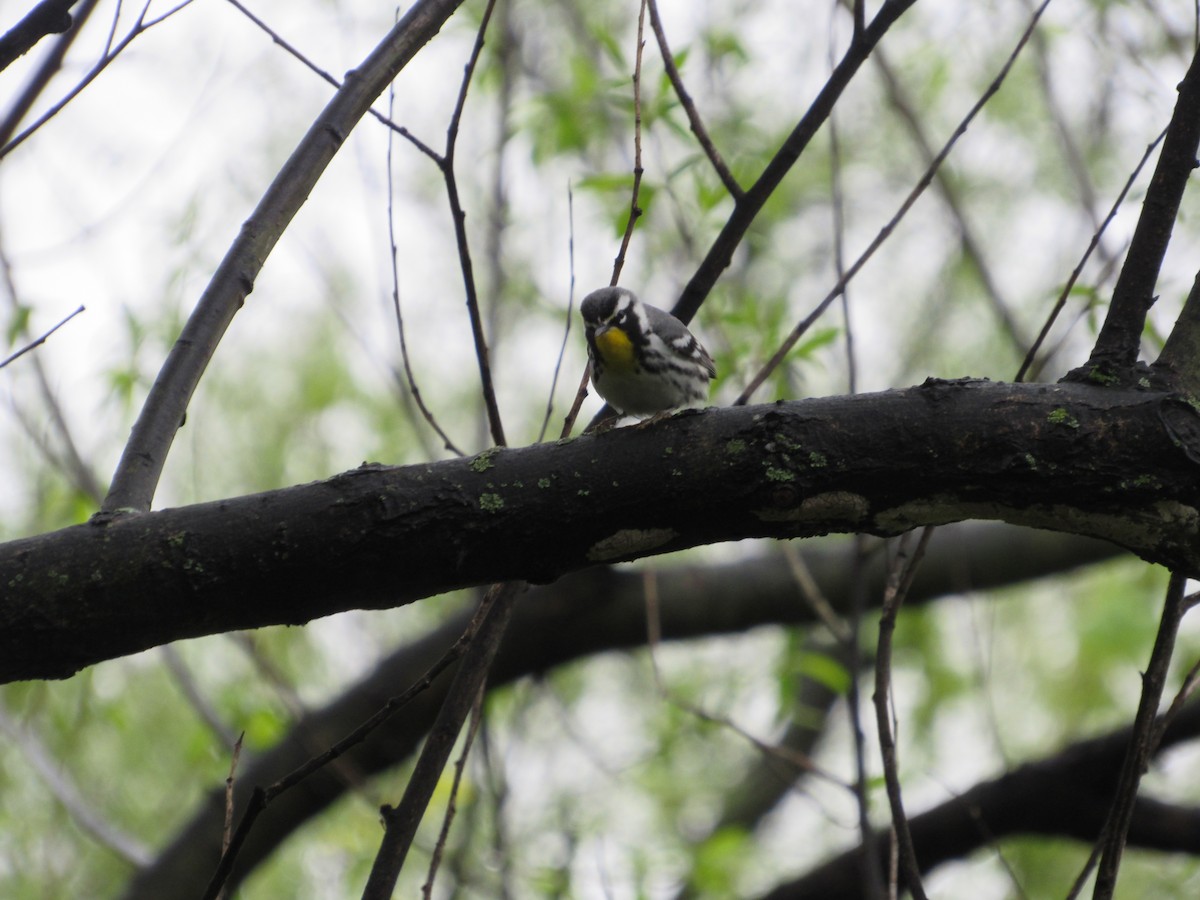 Yellow-throated Warbler - ML617658552