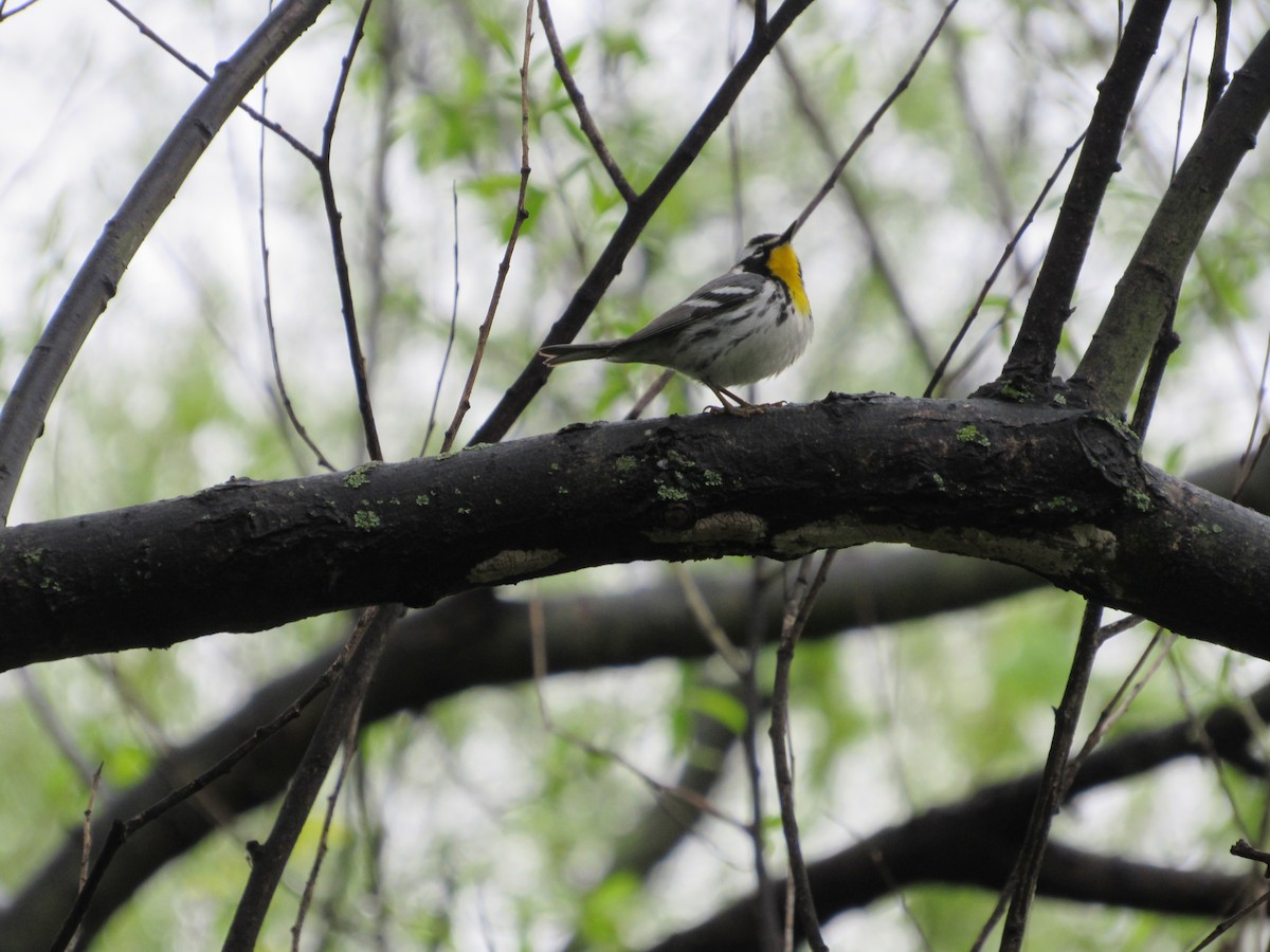 Yellow-throated Warbler - ML617658554