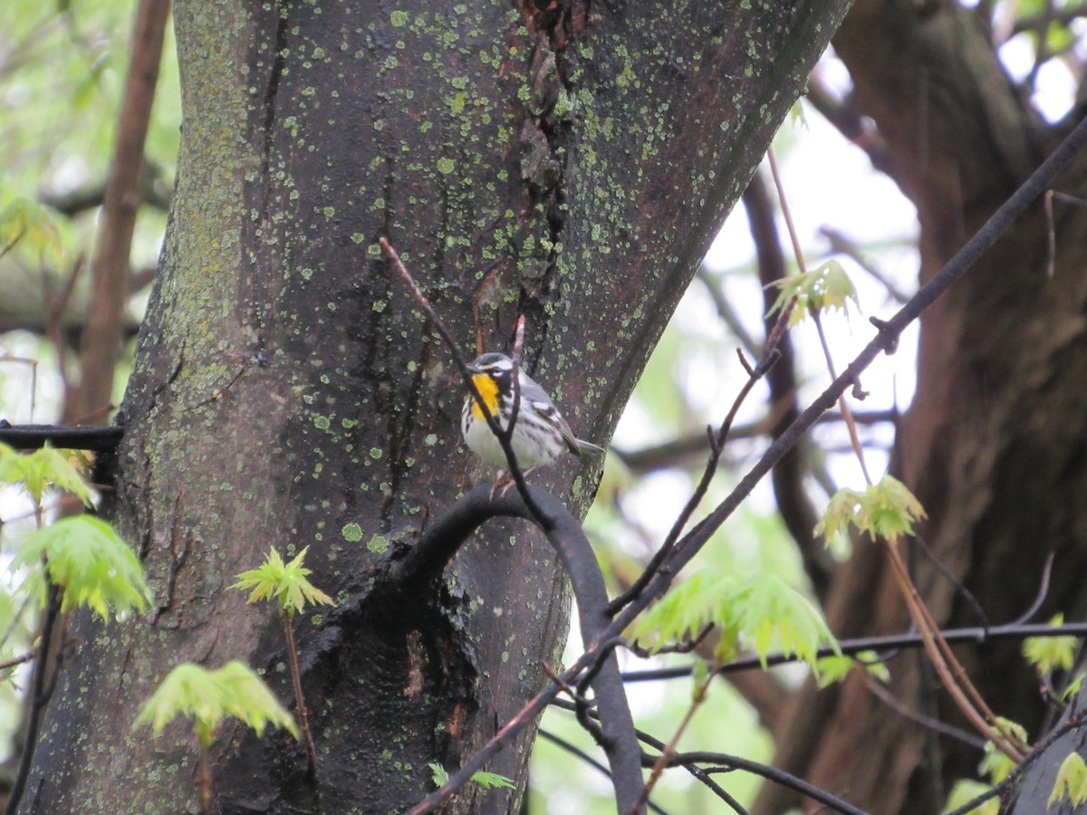 Yellow-throated Warbler - ML617658556