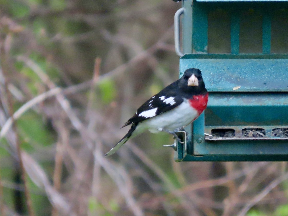 Rose-breasted Grosbeak - ML617658598