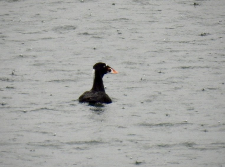 Surf Scoter - ML617658635