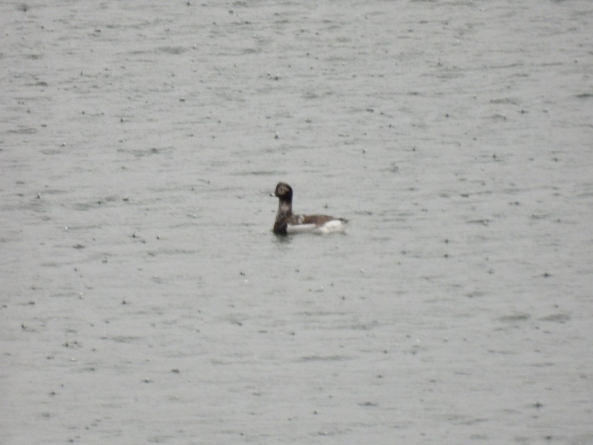 Long-tailed Duck - ML617658641