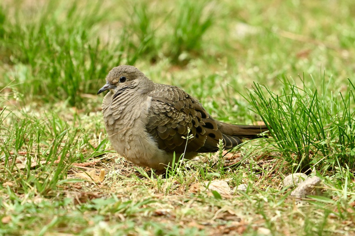 Mourning Dove - ML617658665