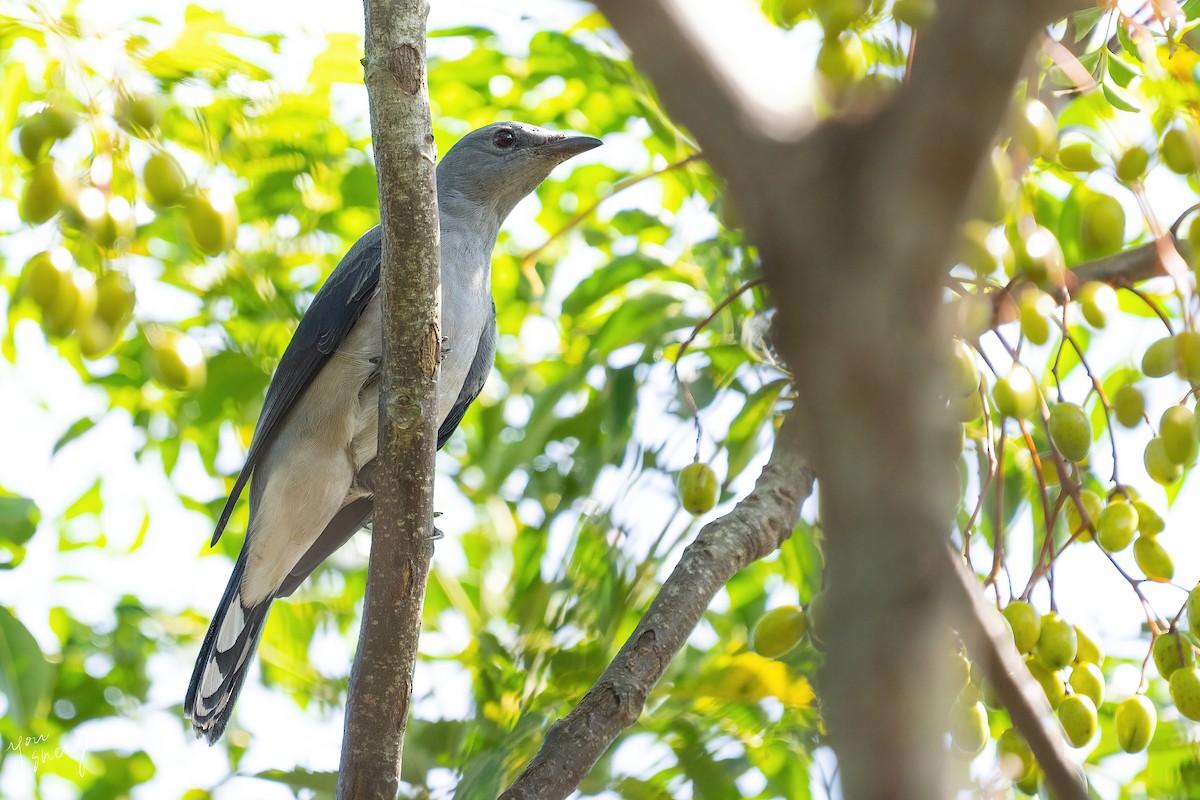 Black-winged Cuckooshrike - ML617658682