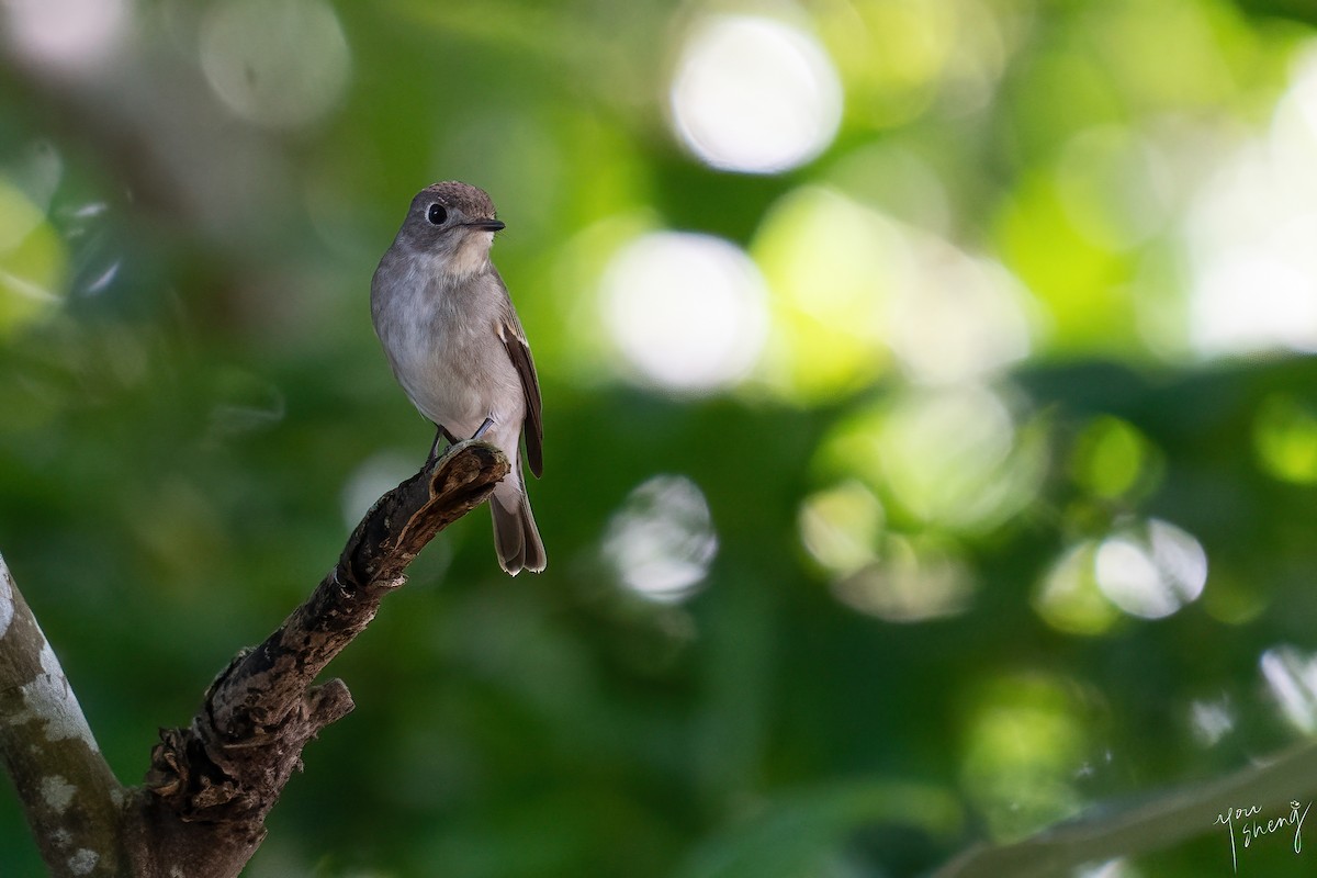 Asian Brown Flycatcher - ML617658688