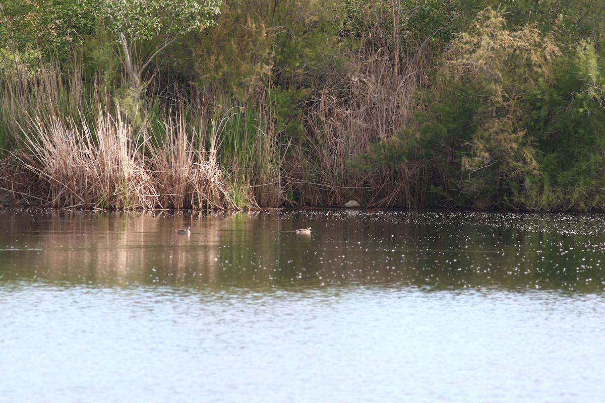 Marbled Duck - Jonathan Hiley