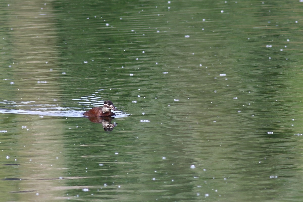 White-headed Duck - ML617658710