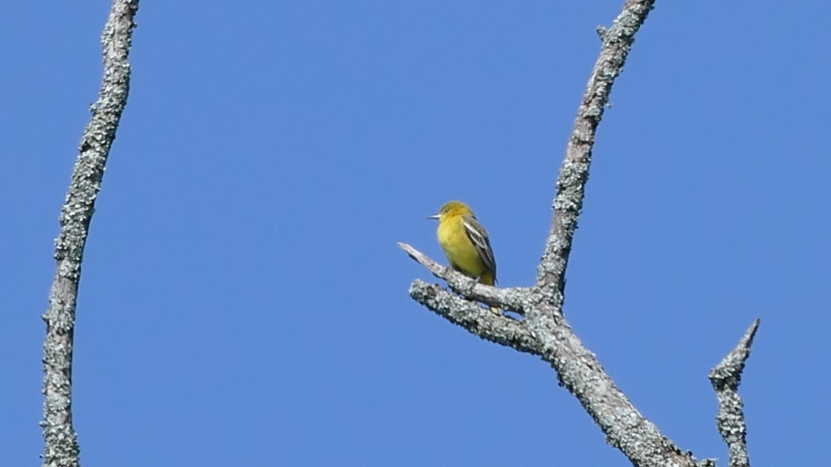 Orchard Oriole - Avery Fish