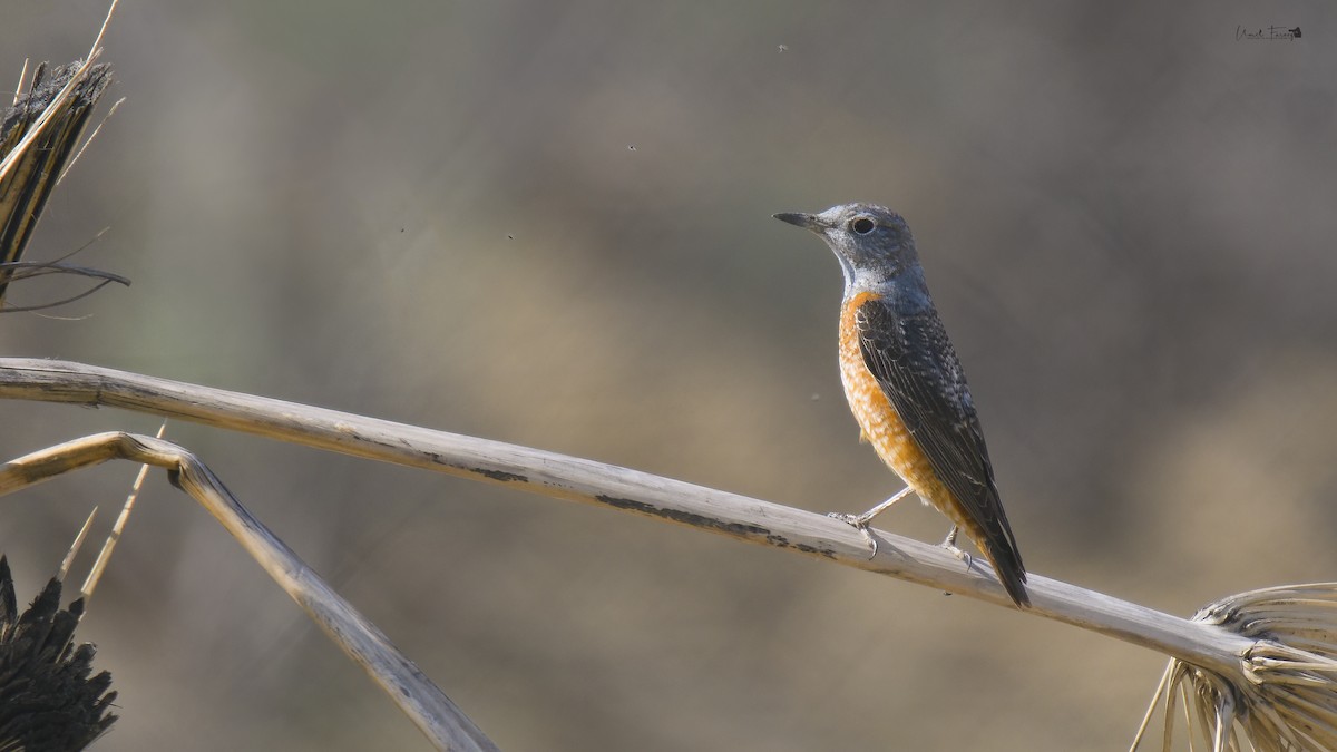 Rufous-tailed Rock-Thrush - ML617658753