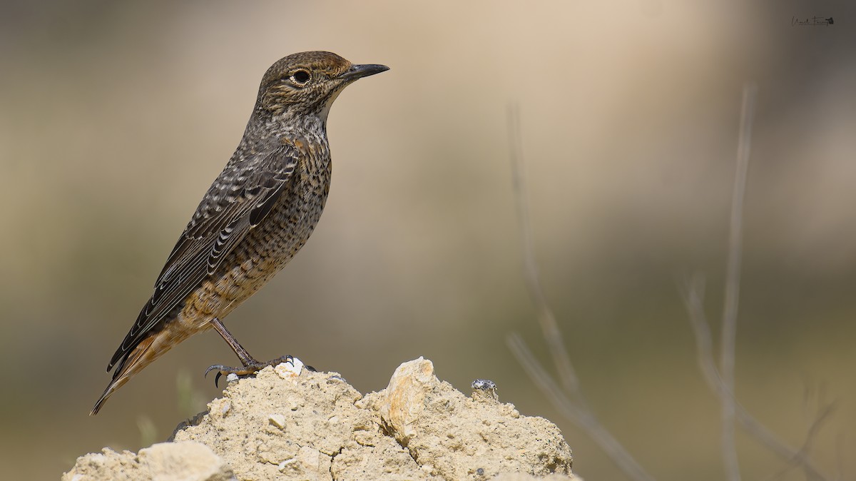 Rufous-tailed Rock-Thrush - Umer Farooq(World and the Wild Team)