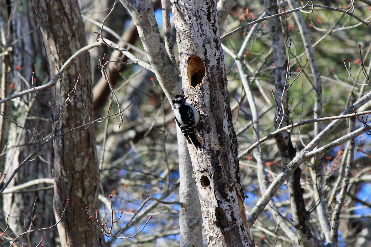 Downy Woodpecker - ML617658759