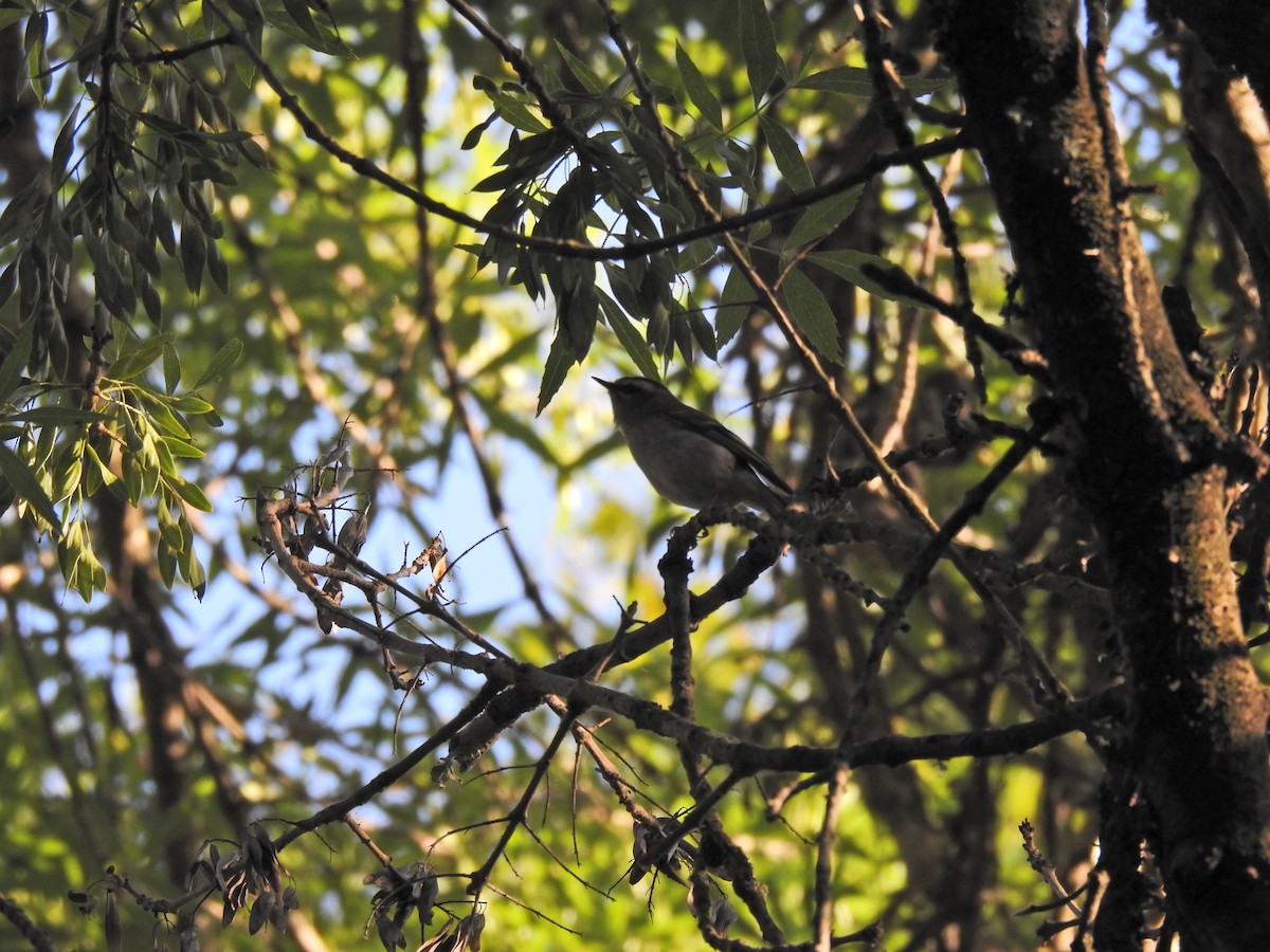 Common Firecrest - ML617658795