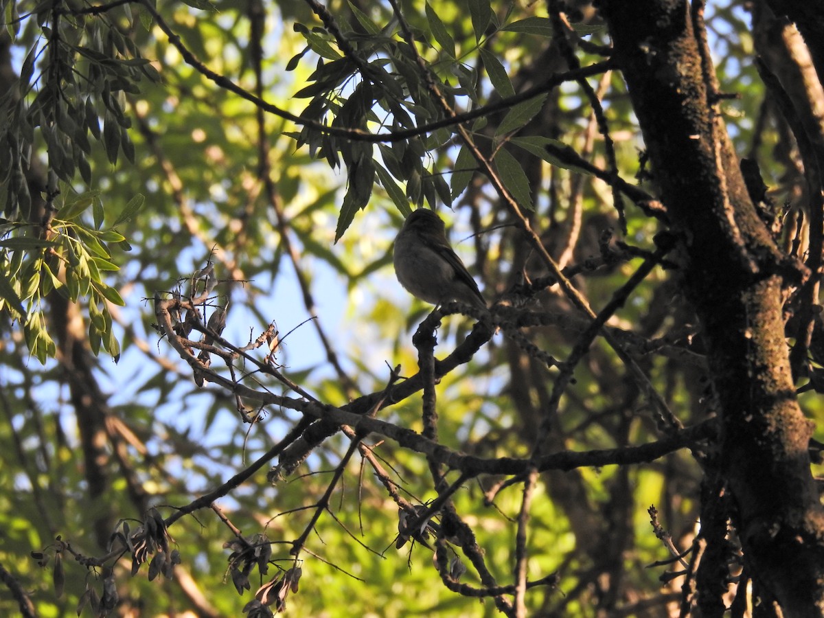 Common Firecrest - Nelson Conceição