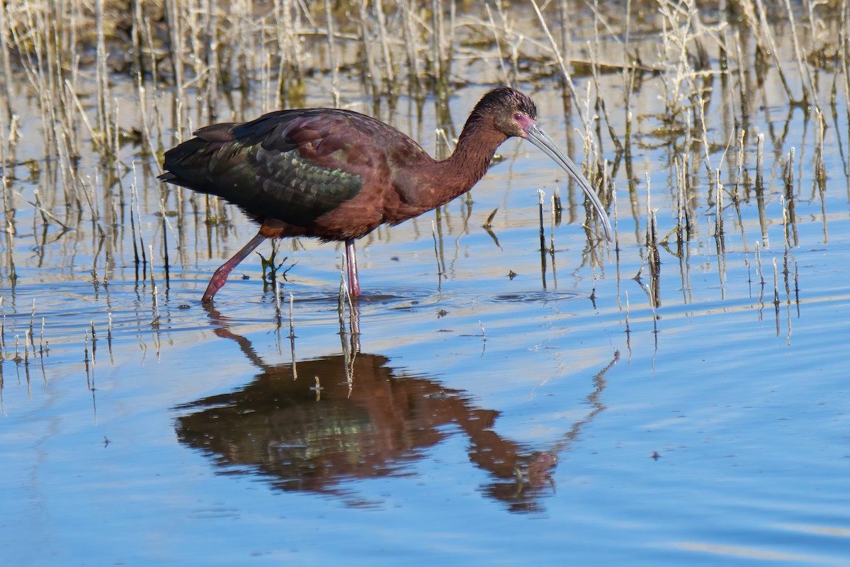 White-faced Ibis - ML617658814