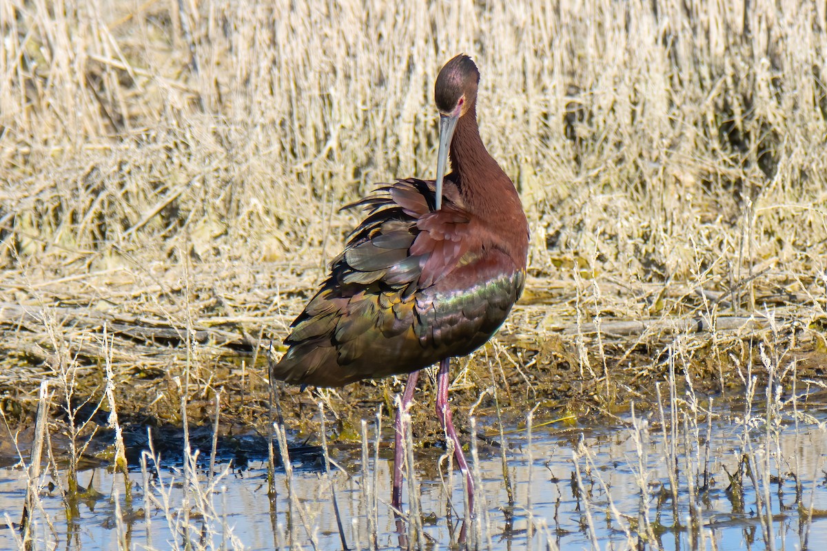 Ibis à face blanche - ML617658818