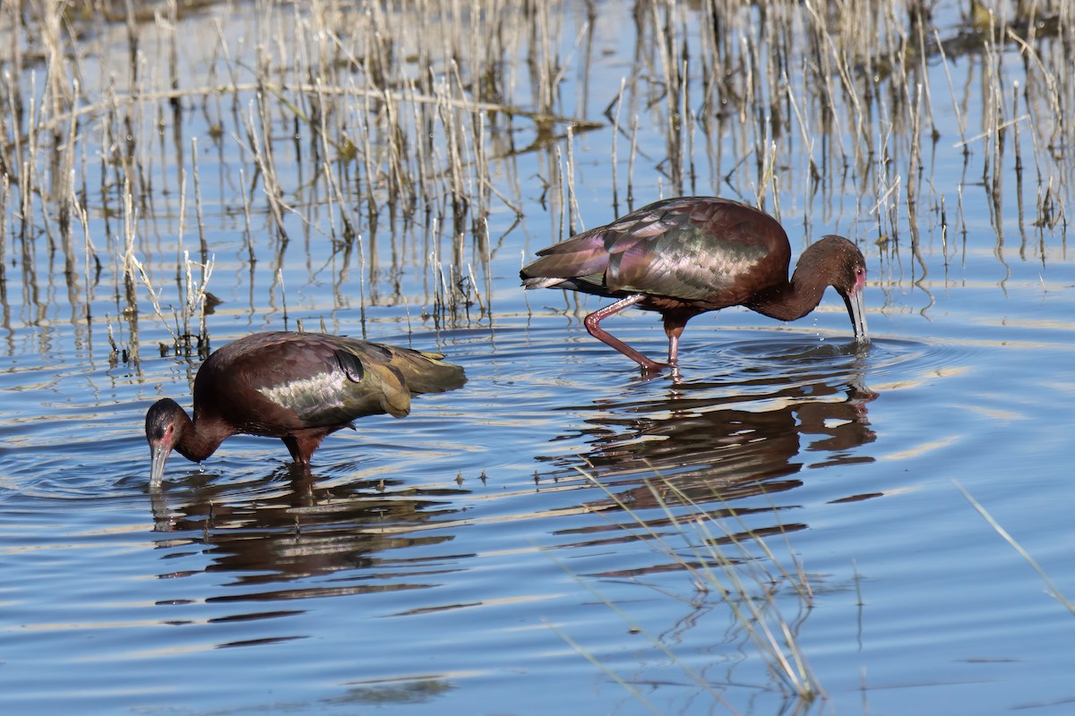 White-faced Ibis - ML617658819