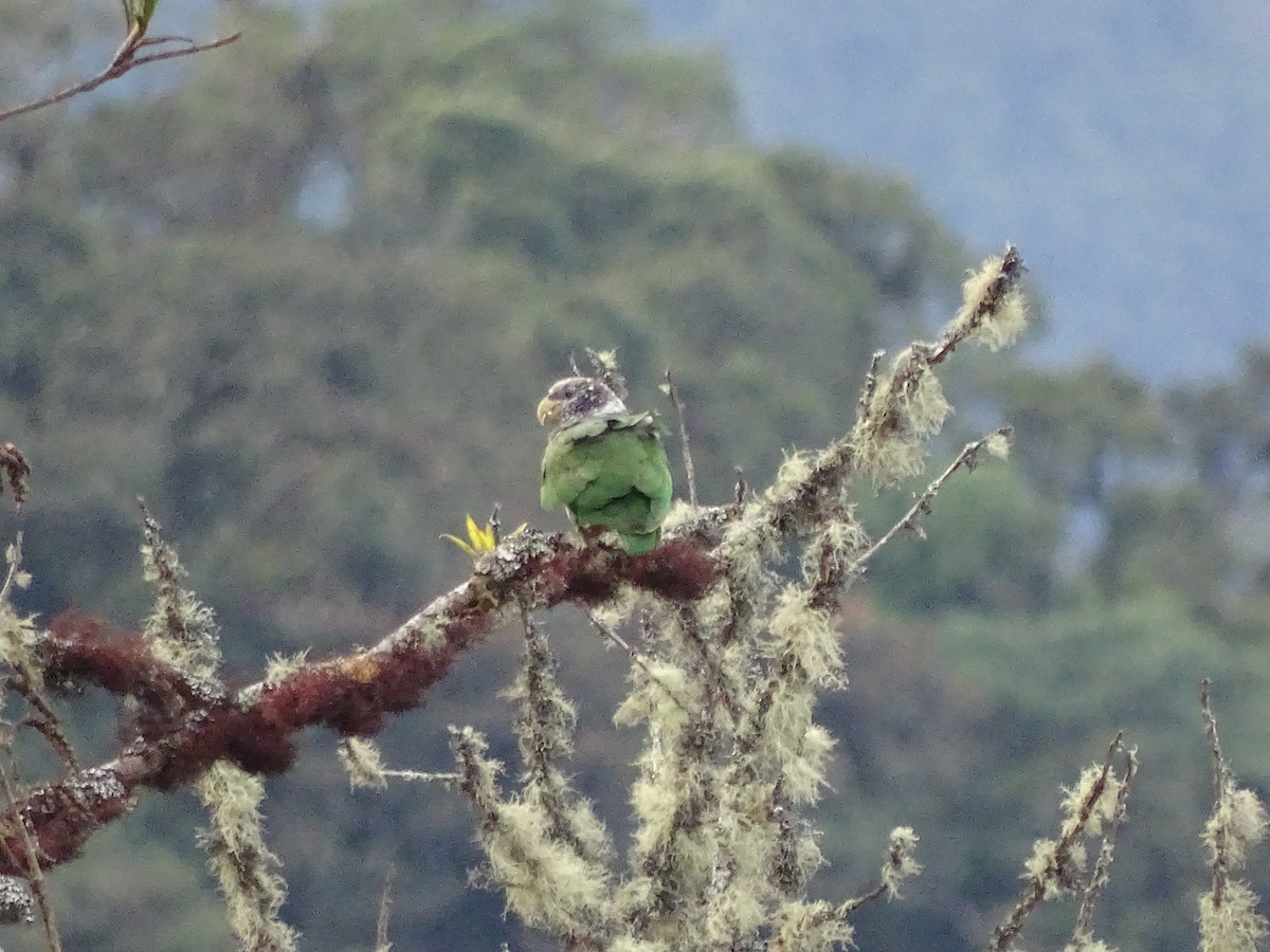 Speckle-faced Parrot - Francisco Sornoza