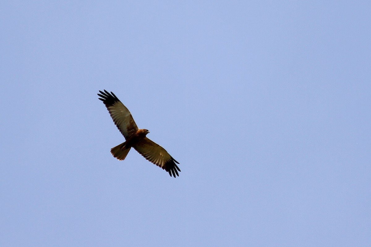 Western Marsh Harrier - ML617658853