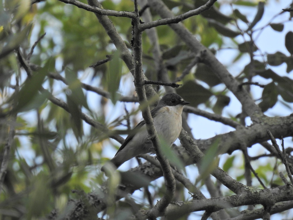 European Pied Flycatcher - ML617658856