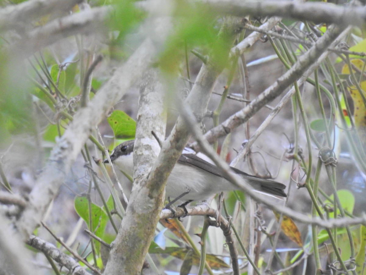 European Pied Flycatcher - Nelson Conceição