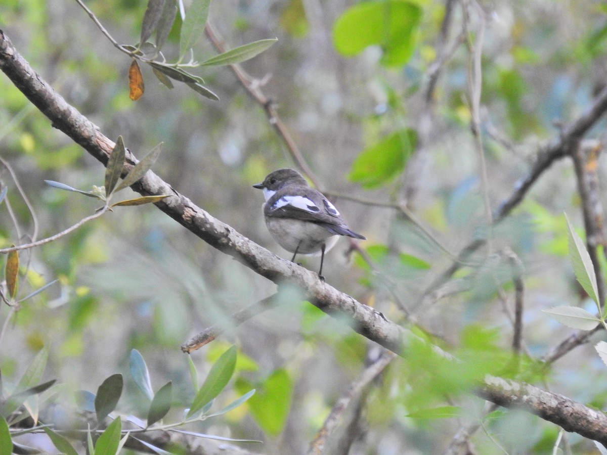 European Pied Flycatcher - ML617658858