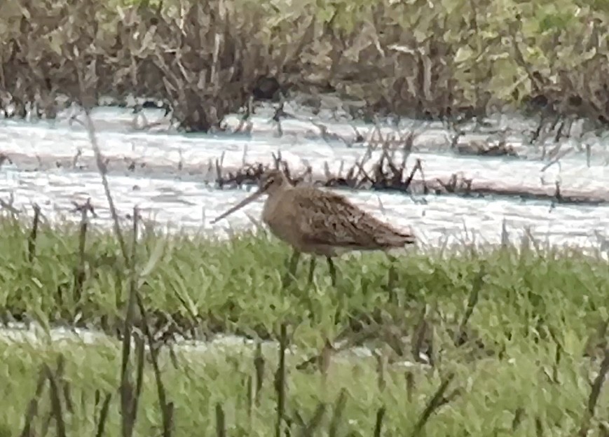 Marbled Godwit - Kris Perlberg