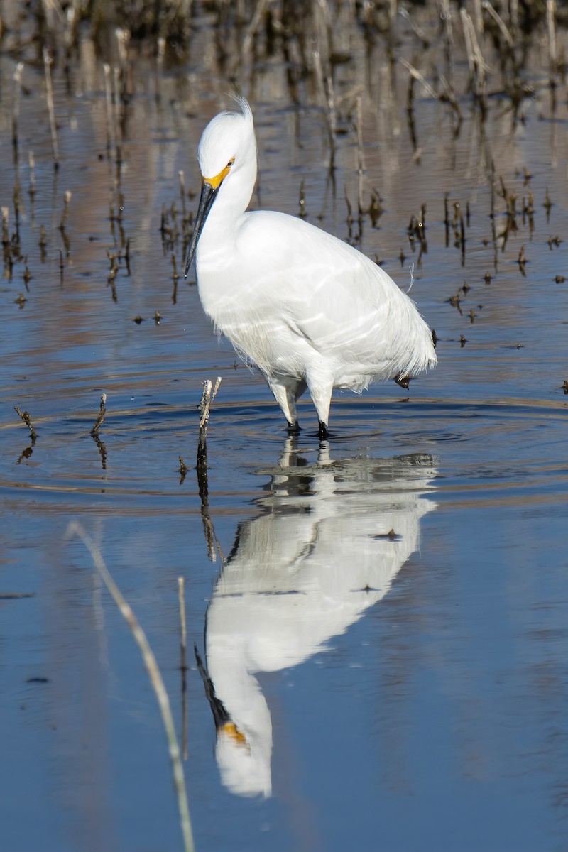 Snowy Egret - Janet Stevens