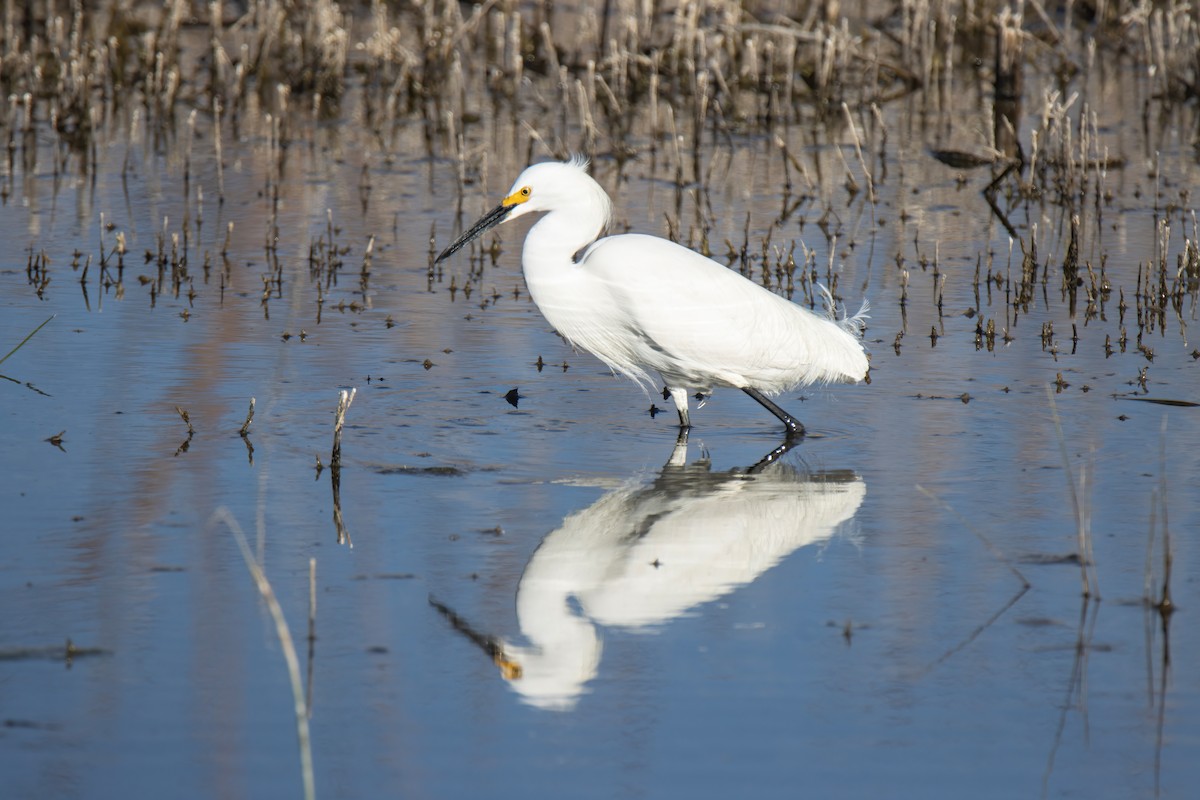 Snowy Egret - ML617658882