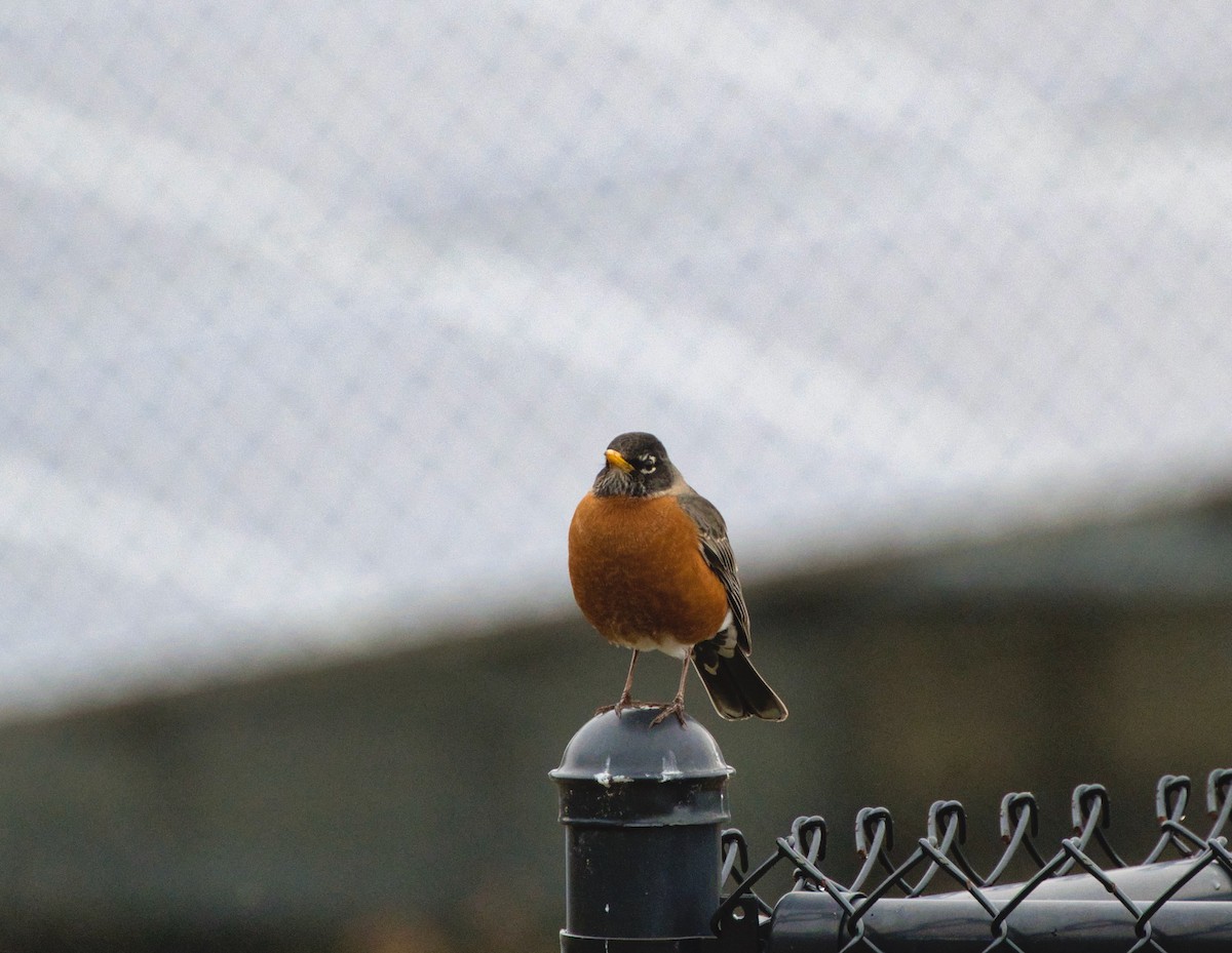 American Robin - ML617658891