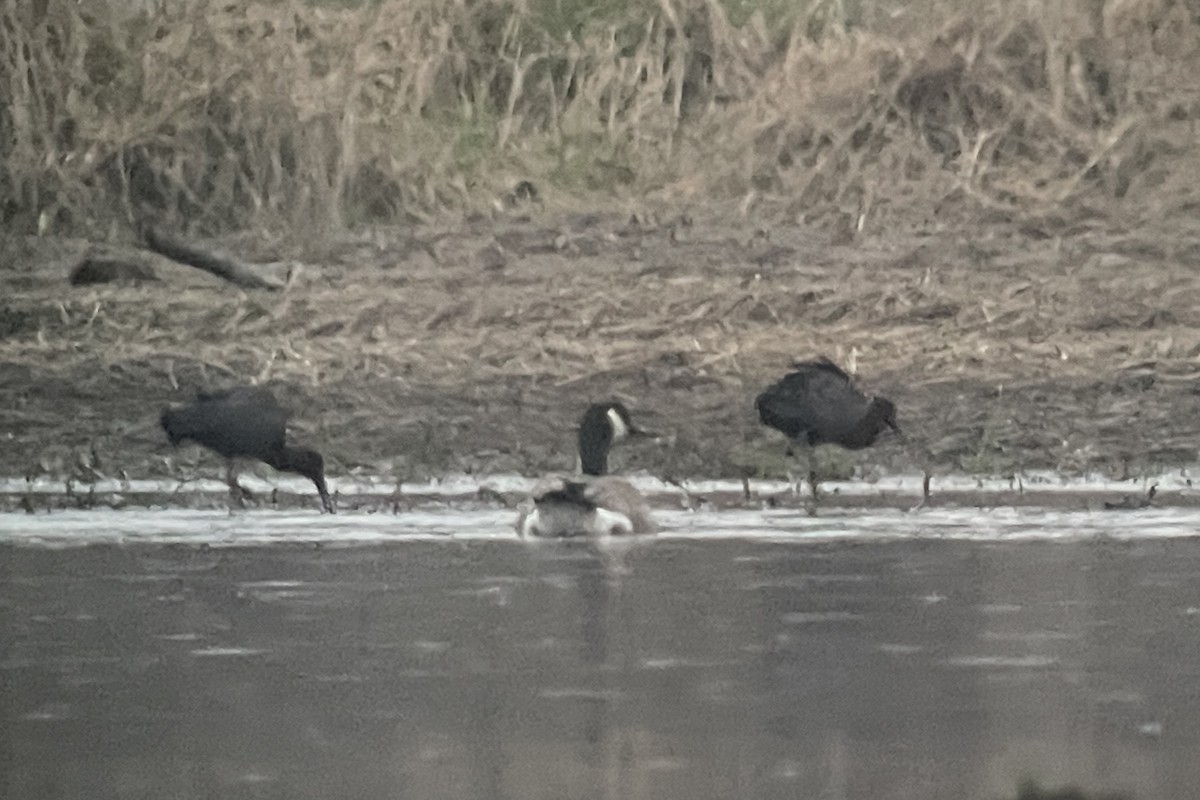 Glossy Ibis - ML617658892