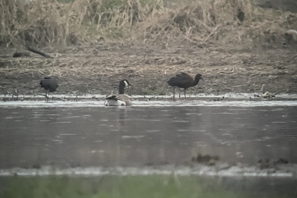 Glossy Ibis - ML617658897